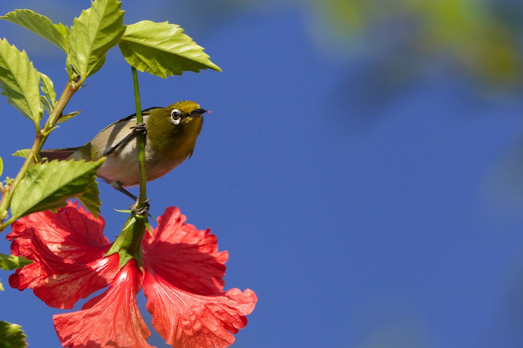 The Japanese White-eye also known as Mejiro.